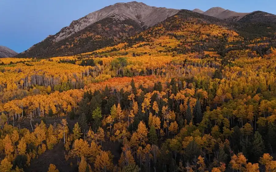 Autumn aspen groves turning gold on a mountainside